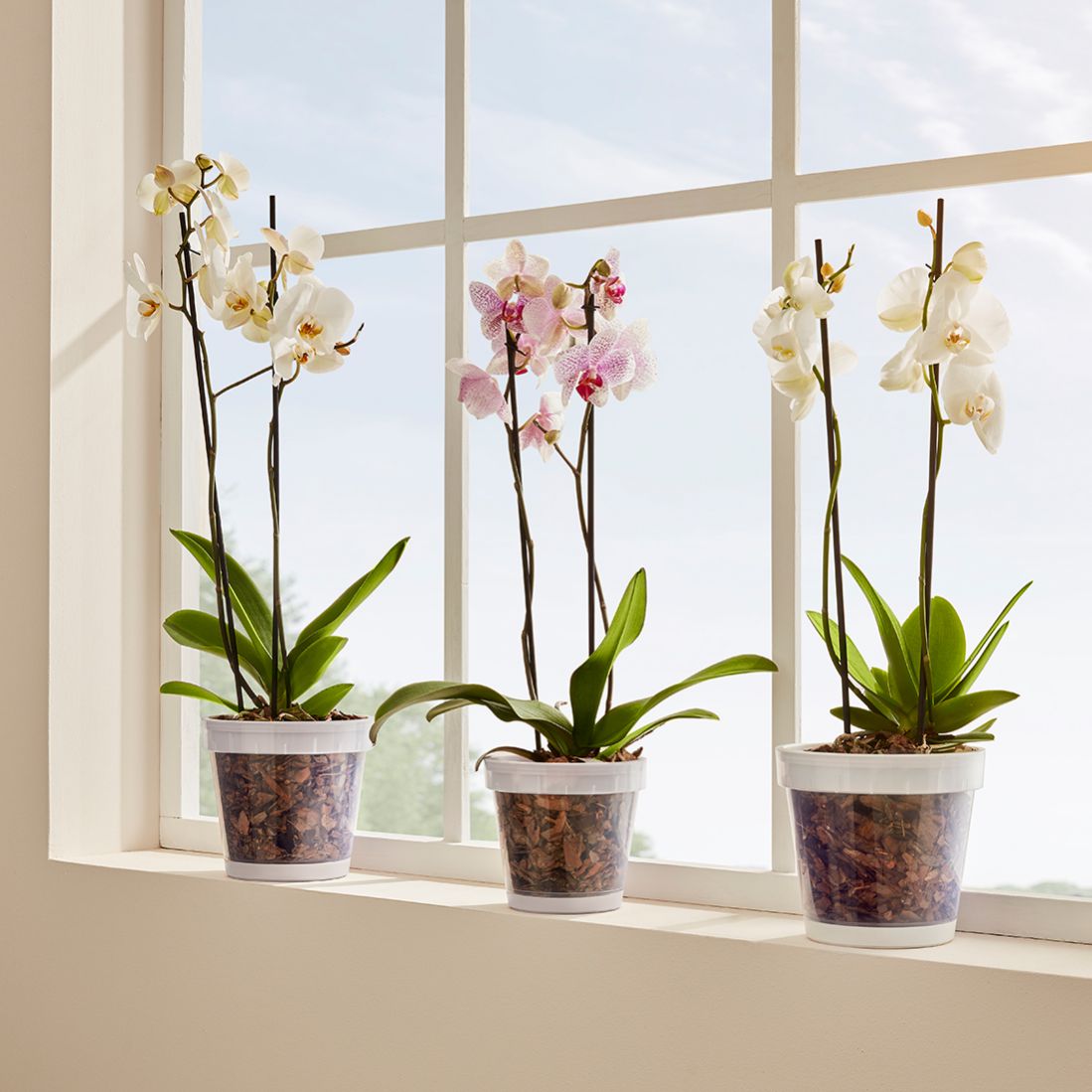 1,4 L Orchid Flower Pot